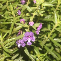 Angelonia salicariifolia Bonpl.